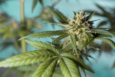 Cannabis2