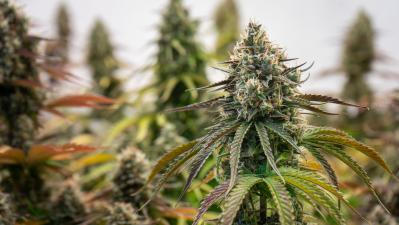 Cannabis